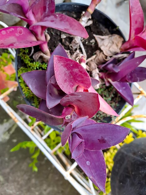 Tradescantia pallida Rose appartiene alla famiglia delle Commelinaceae con il nome comune giglio ragno questa pianta