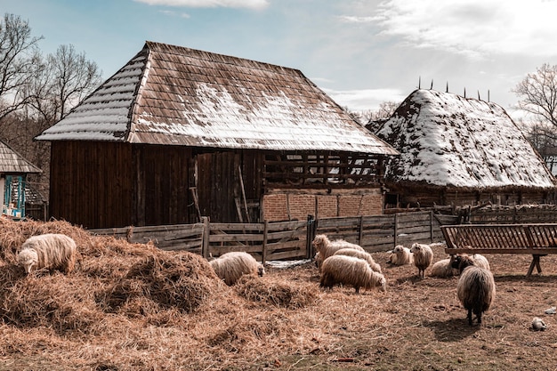 Tradizionale campagna rumena con un gregge di pecore davanti alla casa del villaggio, Astra Folk Mus