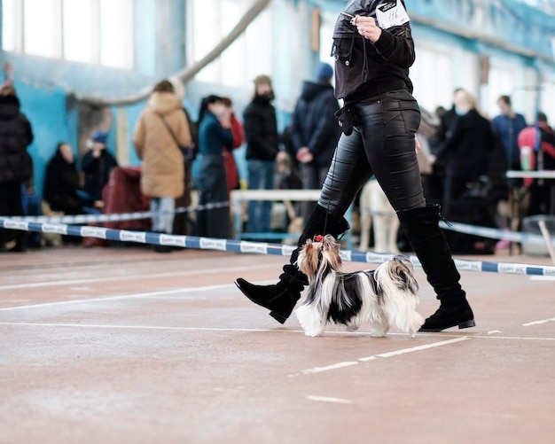 Trainer in Ring con cani Beaver Yorkshire Terrier