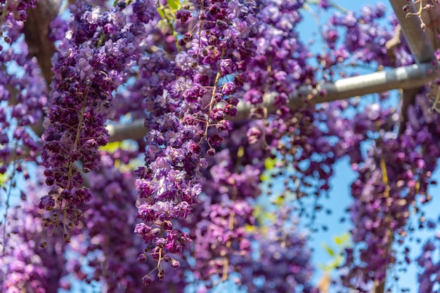 Traliccio di fiori di glicine a fiore doppio gigante viola in piena fioritura