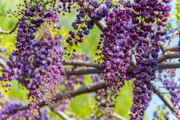 Traliccio di fiori di glicine a fiore doppio gigante viola in piena fioritura