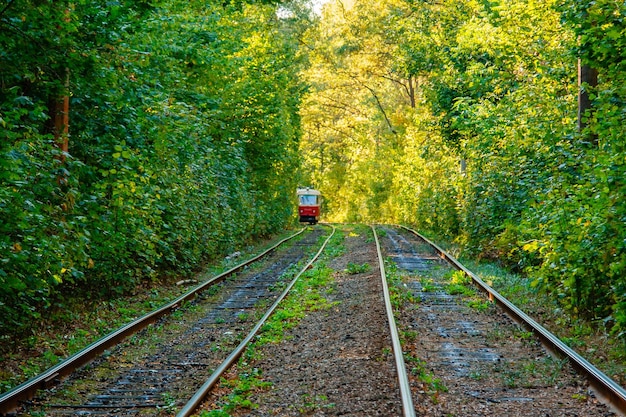 Tram e tram nella foresta colorata