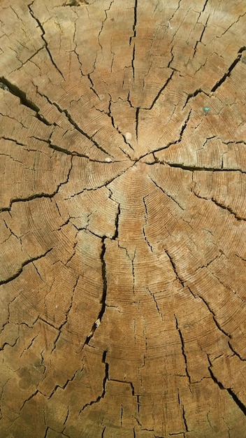 Trama astratta di un albero di cracking texture di sfondo del legno massello Struttura di legno per lo sfondo