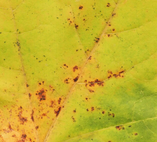 Trama colorata di foglia d'autunno Sfondo di trama foglia d'autunno Vista con spazio di copia