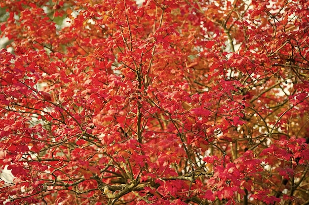 Trama del fogliame Albero di acero rosso L'autunno sta arrivando Foglie d'acero vibranti da vicino Design a motivi floreali Trama d'acero Stagione autunnale brillante Sfondo autunnale Sfondo di foglie d'acero ramo