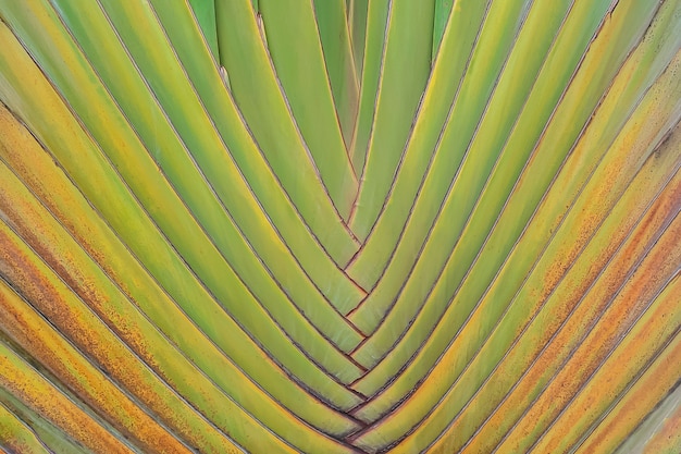 Trama del tronco d&#39;albero del viaggiatore Ravenala madagascariensis Sonn