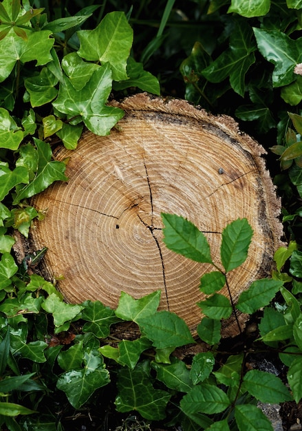 trama del tronco d&#39;albero