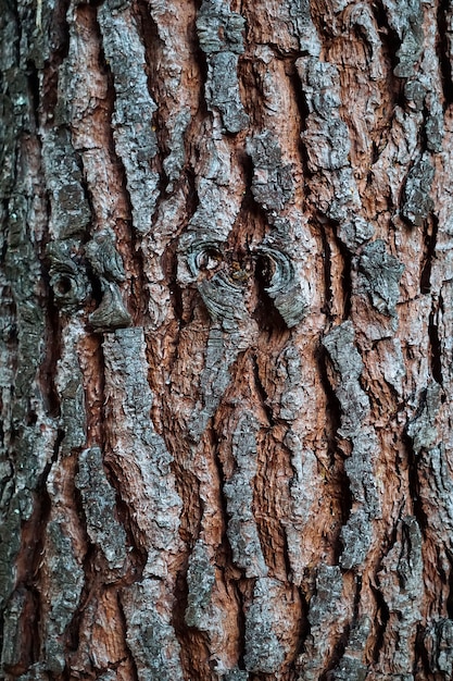 trama del tronco d&#39;albero