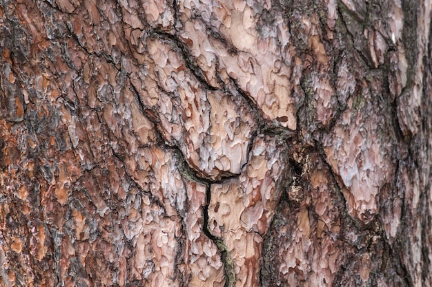 Trama della corteccia di pino nella foresta. Sfondo di corteccia d&#39;albero.