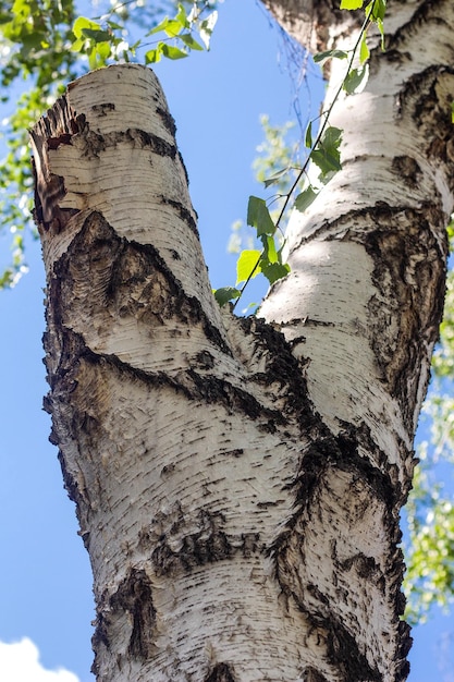 Trama di corteccia di albero di corteccia di betulla