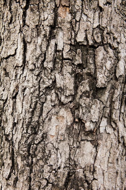 Trama di corteccia di albero, prendere da albero di tamarindo