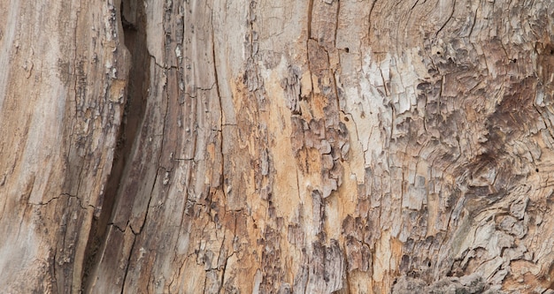 Trama di corteccia di albero