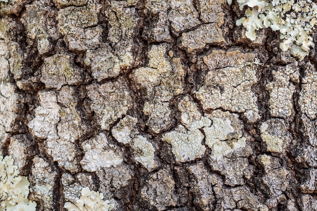 Trama di corteccia di albero