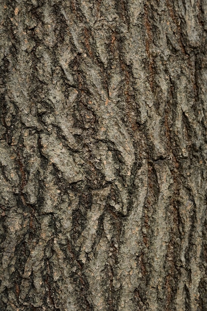 Trama di corteccia di legno