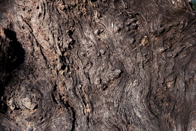 Trama di corteccia di legno