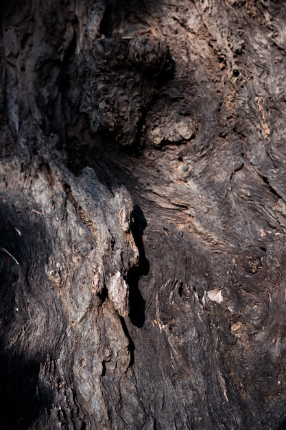 Trama di corteccia di legno