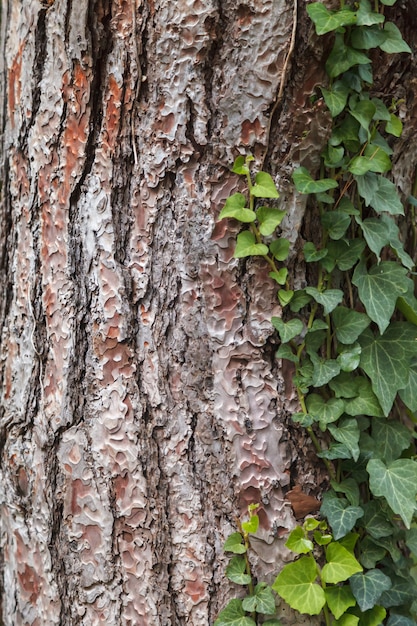 Trama di corteccia di pino Albero o pino nella foresta. Sfondo di corteccia d&#39;albero.