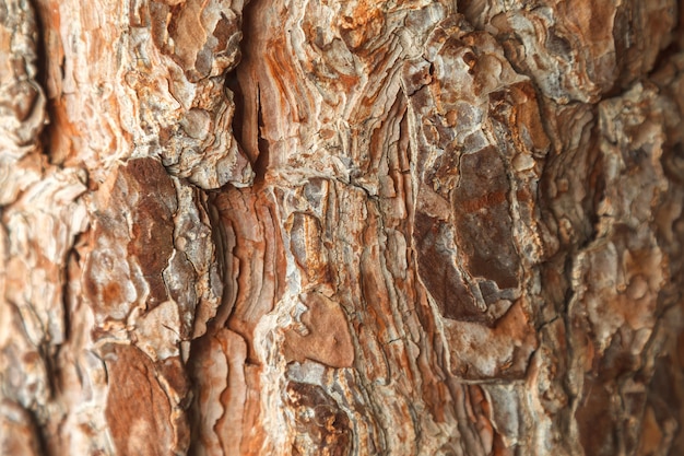 Trama di corteccia di pino Albero o pino nella foresta. Sfondo di corteccia d&#39;albero.