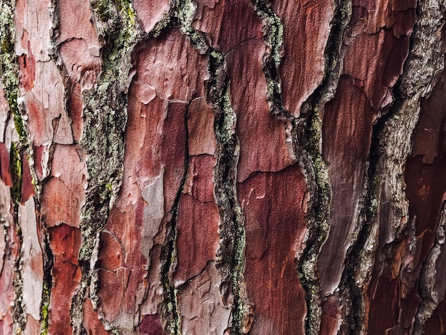 Trama di corteccia di pino con crepe profonde da vicino