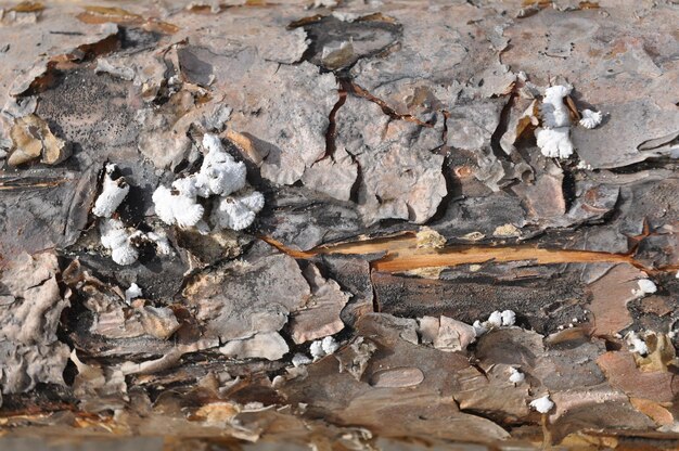 Trama di corteccia di pino Dettaglio della corteccia di pino marittimo con superficie ruvida come sfondo