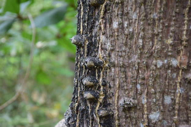 Trama di corteccia primo piano di sfondo albero Corteccia di albero in primo piano in un parco storico Guayaquil