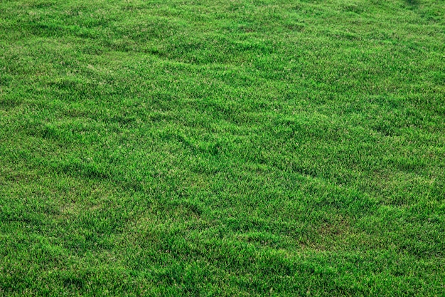 Trama di erba da un campo