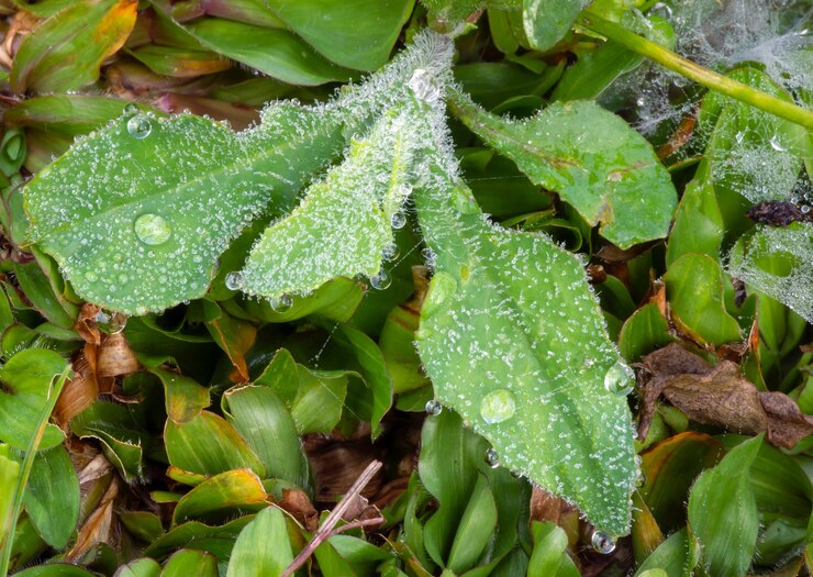 Foto trama di erba verde con rugiada mattutina, vista dall'alto del giardino di erba brillante utilizzato per creare carta da parati e sfondo verde