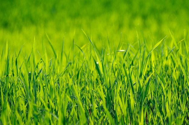 Trama di erba verde da un campo