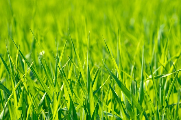 Trama di erba verde da un campo