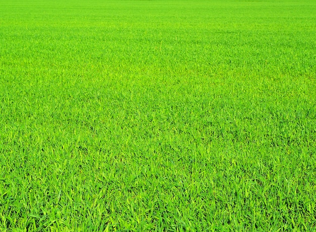 Trama di erba verde da un campo