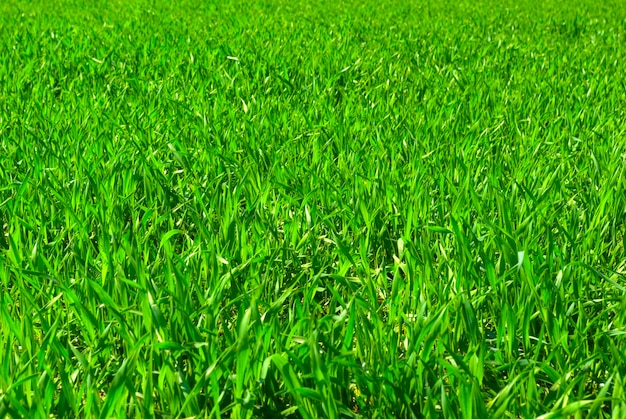 Trama di erba verde da un campo
