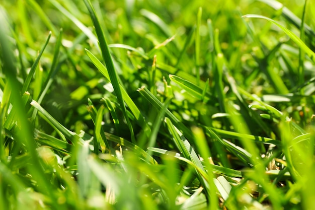 Trama di erba verde fresca. Sfondo naturale, da vicino