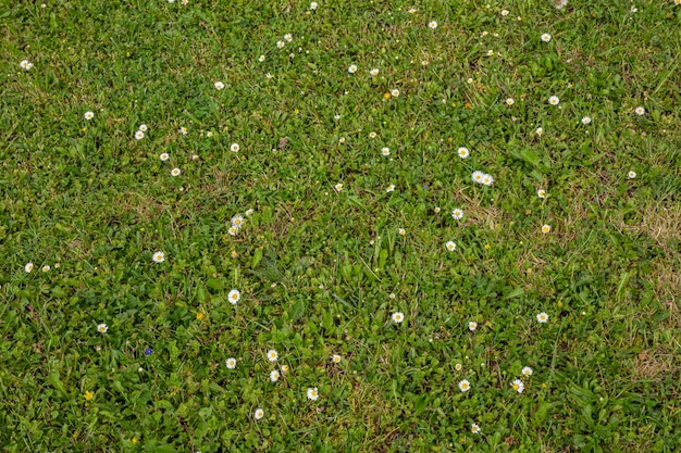 Trama di erba verde primaverile con fiori