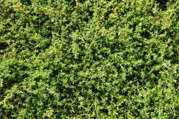 Trama di erba verde. Sfondo naturale