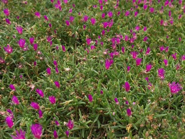 Trama di fiori viola