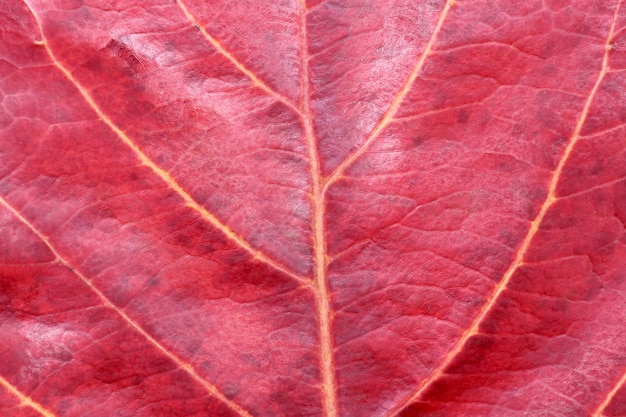 Trama di foglia d'autunno rosso