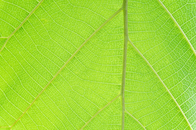 Trama di foglia verde albero