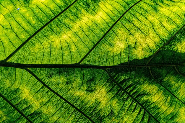 trama di foglia verde natura