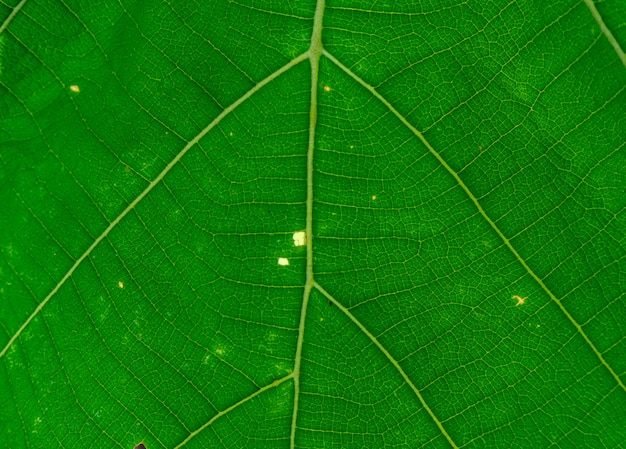 Trama di foglia verde