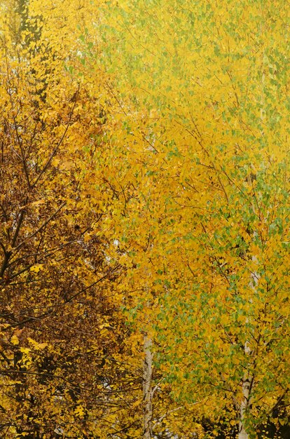 Trama di foglie d'autunno Sfondo colorato di foglie che cadono