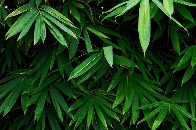 Trama di foglie di bambù verde per lo sfondo