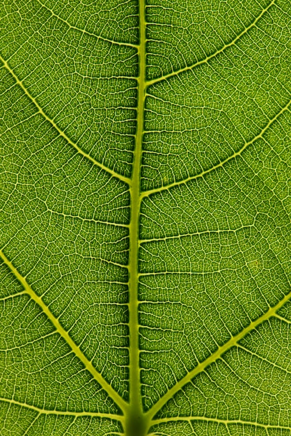 Trama di foglie verdi.