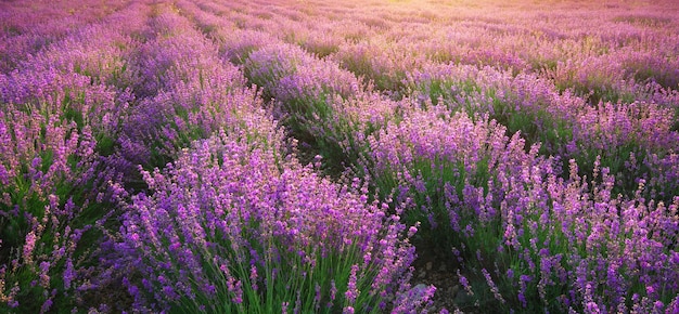 Trama di lavanda Composizione della natura