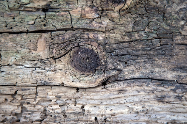 Trama di legno