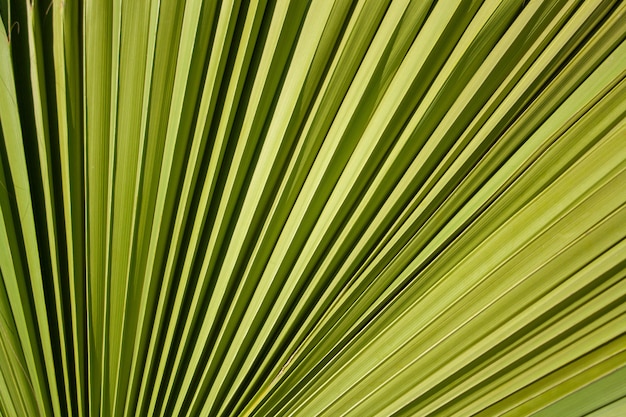 Trama di palma foglia verde di sfondo