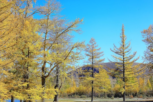 trama di sfondo astratto della foresta autunnale, vista del paesaggio del modello di alberi gialli