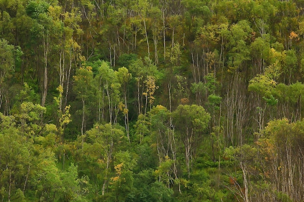 trama di sfondo astratto della foresta autunnale, vista del paesaggio del modello di alberi gialli