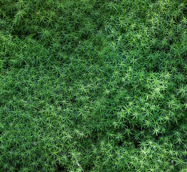 Trama di sfondo del muschio verde della foresta, anofita in crescita