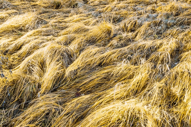 Trama di sfondo di erba secca