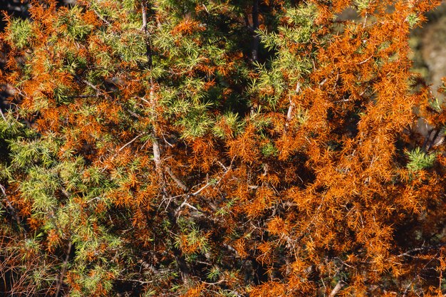 Trama di sfondo di pini verdi e arancioni. Messa a fuoco selettiva.